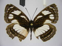 Neptis strigata kakamega