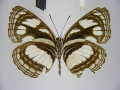 Neptis strigata kakamega