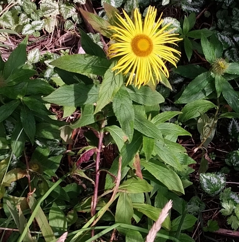 Hooker's Fleabane (Inula hookeri)