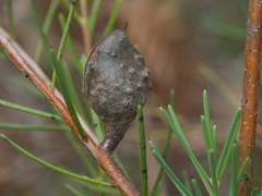 Hakea nodosa