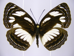 Neptis strigata kakamega