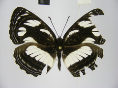 Neptis strigata kakamega