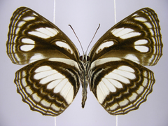 Neptis strigata kakamega