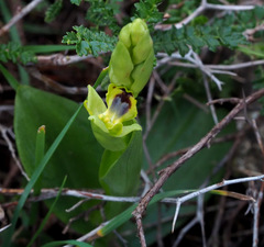 Ophrys lutea galilaea