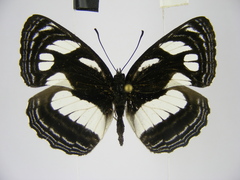 Neptis strigata kakamega