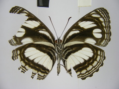 Neptis strigata kakamega