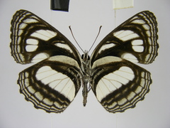Neptis strigata kakamega