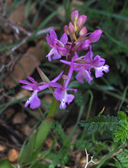 Orchis anatolica