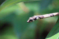 Sinharaja Tree Snake