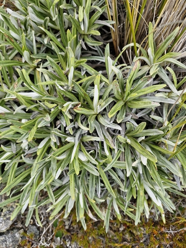 Celmisia angustifolia, photograph 6