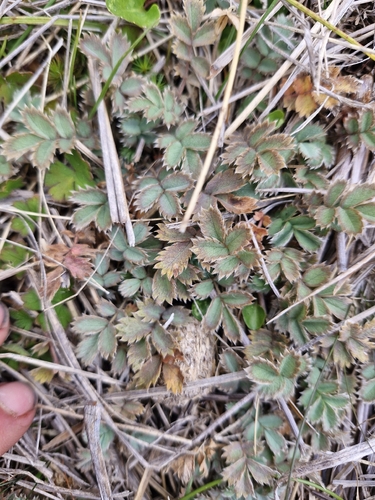 Glaucous Pirri-pirri-bur (Acaena caesiiglauca)