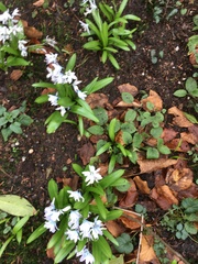 Scilla mischtschenkoana