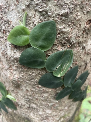 Rhaphidophora hayi (Rhaphidophora hayi)