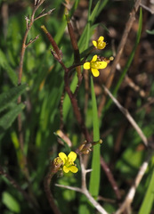 Diplotaxis viminea