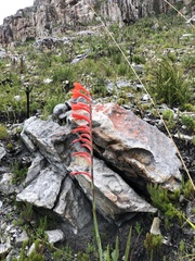 Watsonia schlechteri
