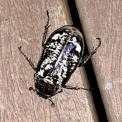 Dermolepida albohirtum