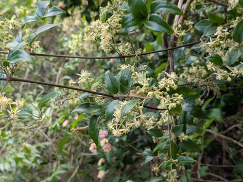 Headache Vine (Clematis glycinoides)