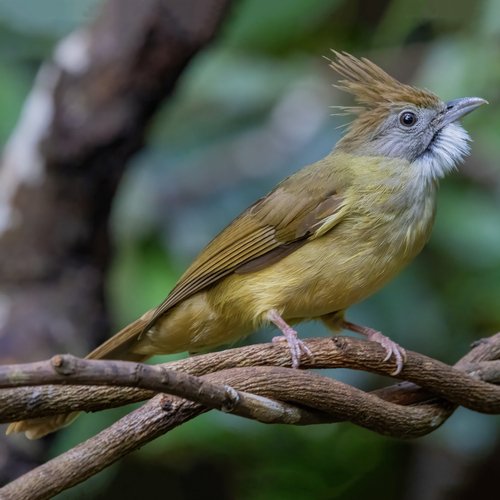Puff-throated Bulbul (Alophoixus pallidus), photo 5