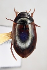Agabus lapponicus