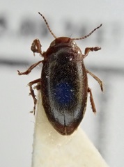 Hydroporus angustatus