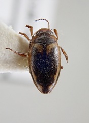 Hydroporus palustris