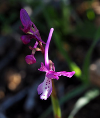 Orchis anatolica