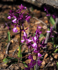 Orchis anatolica