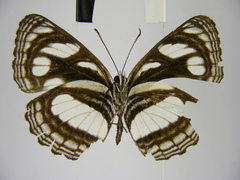 Neptis strigata kakamega
