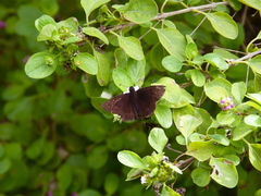 Ephyriades brunnea