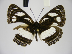 Neptis strigata kakamega