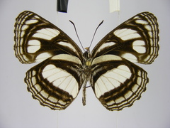 Neptis strigata kakamega