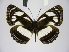 Neptis strigata kakamega