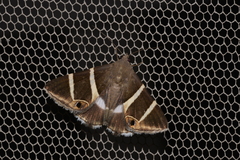 Grammodes oculicola