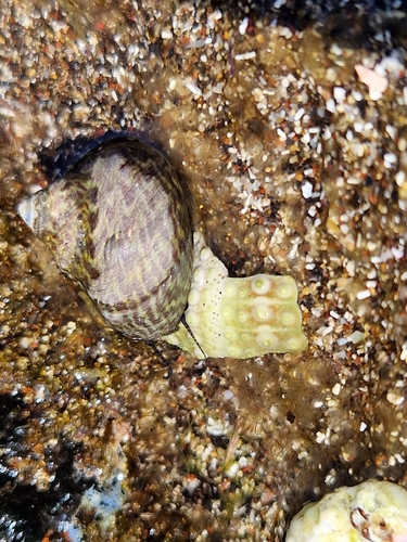 Phorcus sauciatus