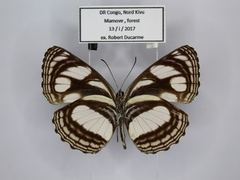 Neptis strigata kakamega