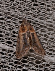 Lophoptera vittigera