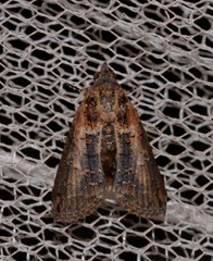 Lophoptera vittigera