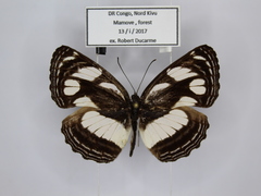 Neptis strigata kakamega