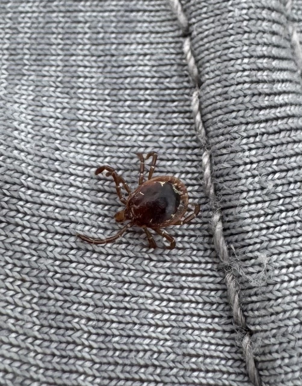 Amblyomma americanum Linnaeus, 1758