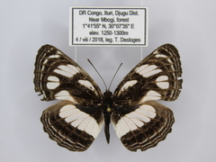 Neptis strigata kakamega
