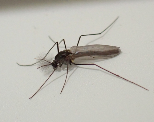 Unknown species found near Hancock, NH, USA