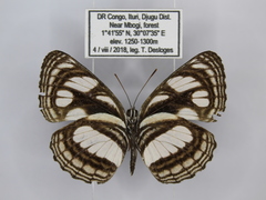 Neptis strigata kakamega