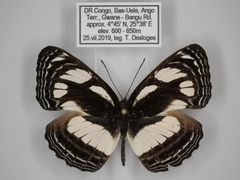 Neptis strigata kakamega