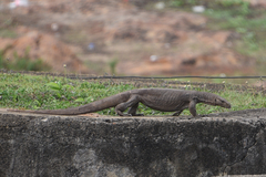 Varanus bengalensis