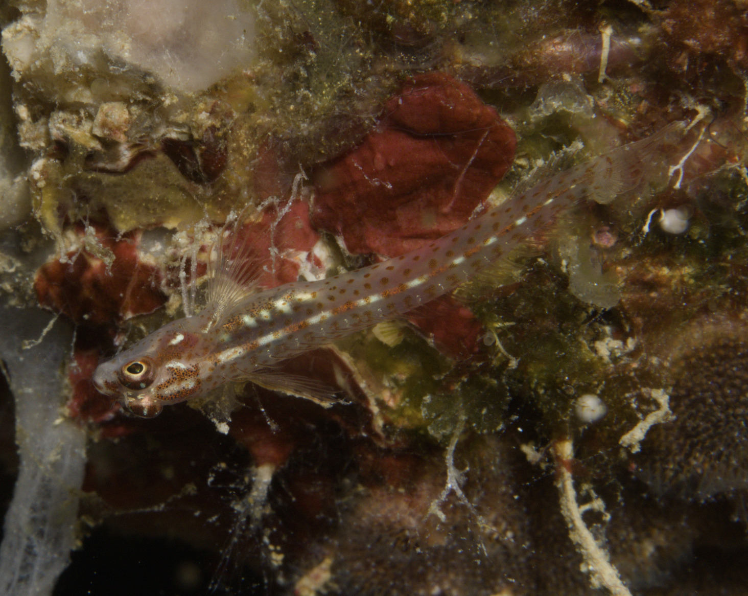 Spotty Blenny photo 7