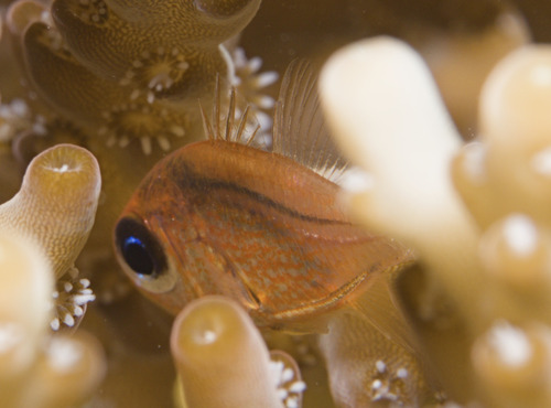 Jebb's siphonfish (Siphamia jebbi) — Apogonidae — 5