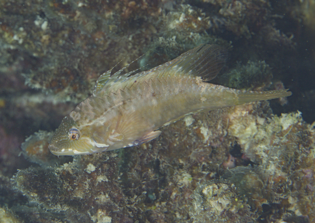 Cocktail fish (Pteragogus flagellifer) — Labridae