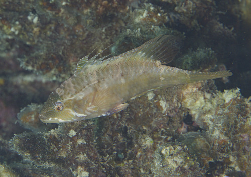 Cocktail fish (Pteragogus flagellifer) — Labridae