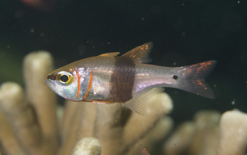 Taeniamia zosterophora observed 2026-03-11