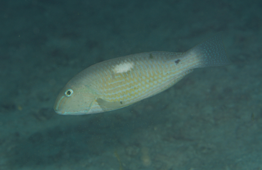 Borneo tuskfish (Choerodon oligacanthus) — Labridae